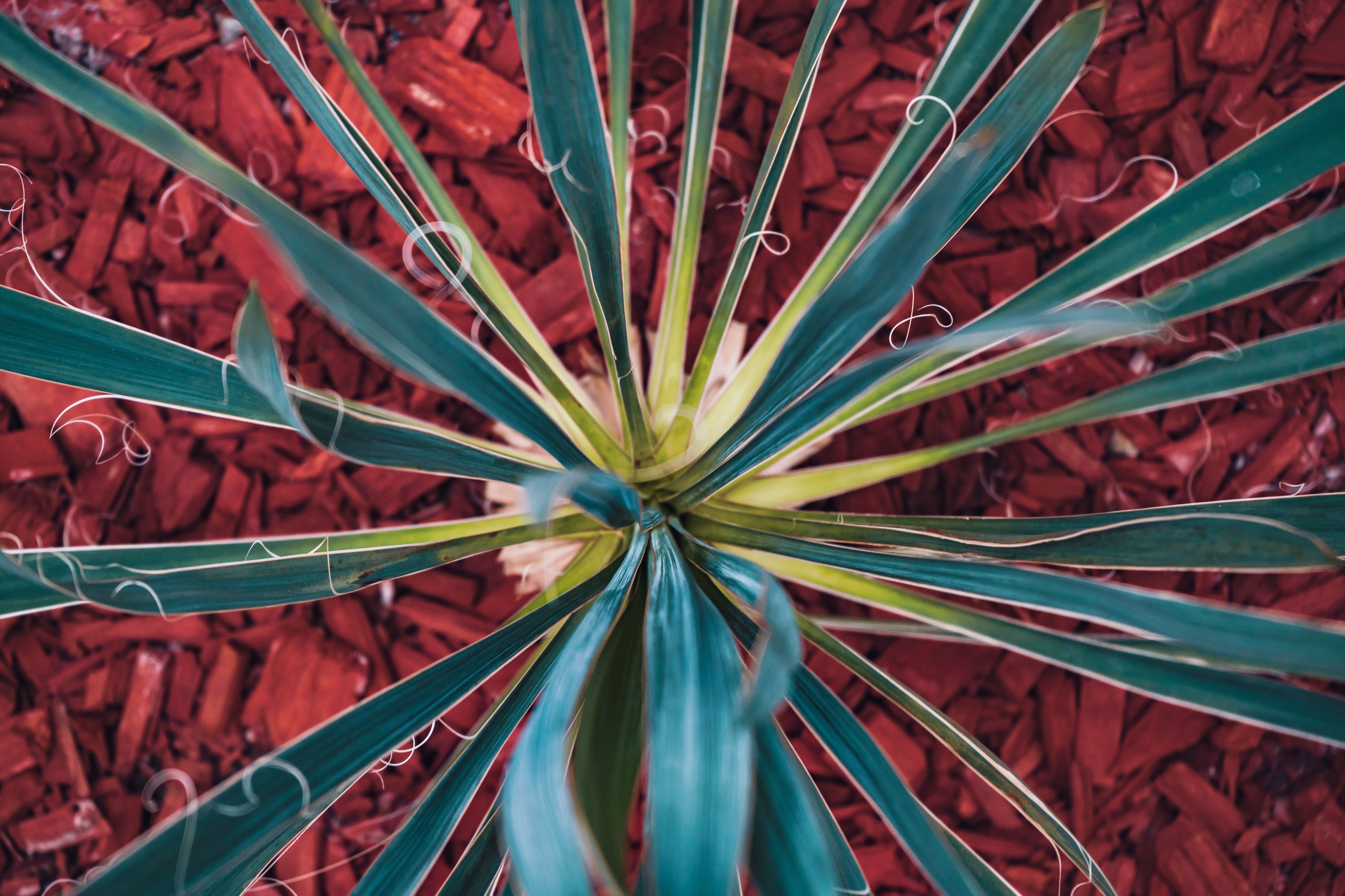 Portafolio LYMZA — Gran Emisario, Emisario y Escarlata, tequilas premium de Jalisco